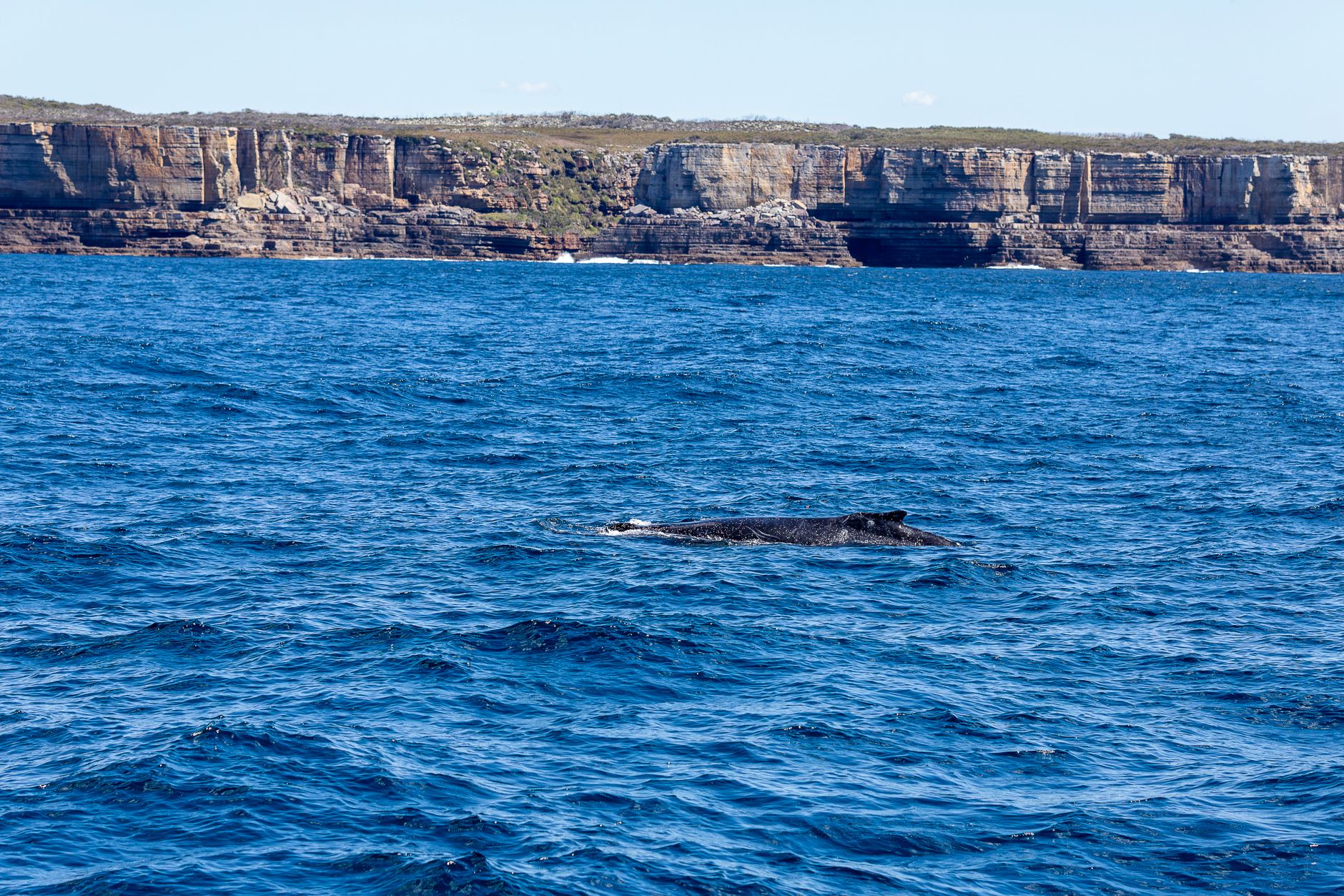 Whale Watching and Skinny Dipping During Three Days on Tomaree Walk