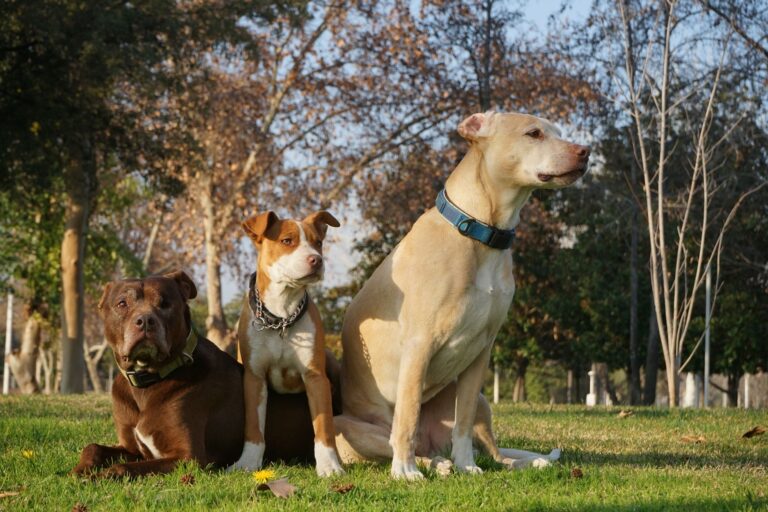 Pitbull