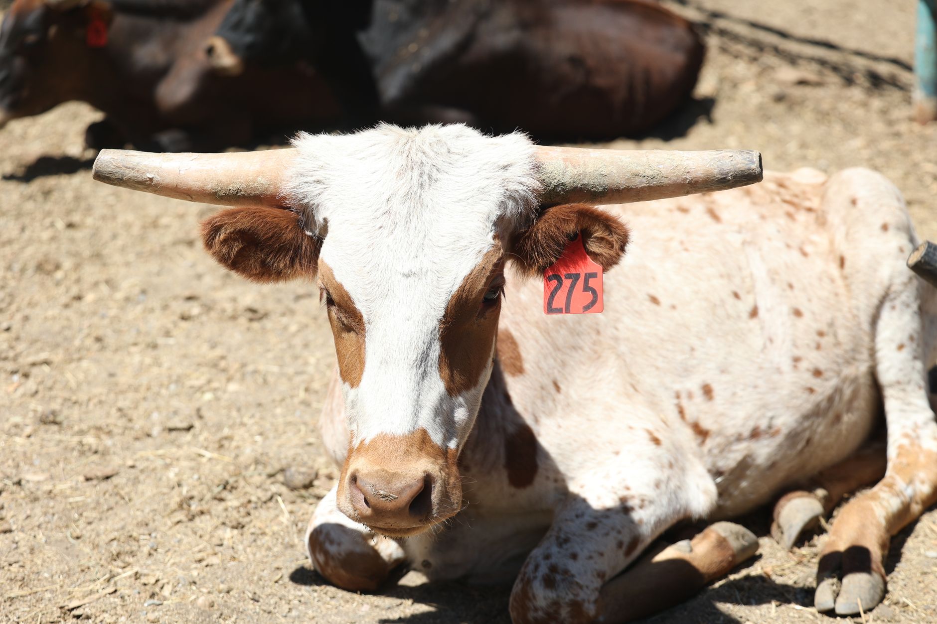 Ella Langley’s Choosin Texas sets record as longest-running US number one