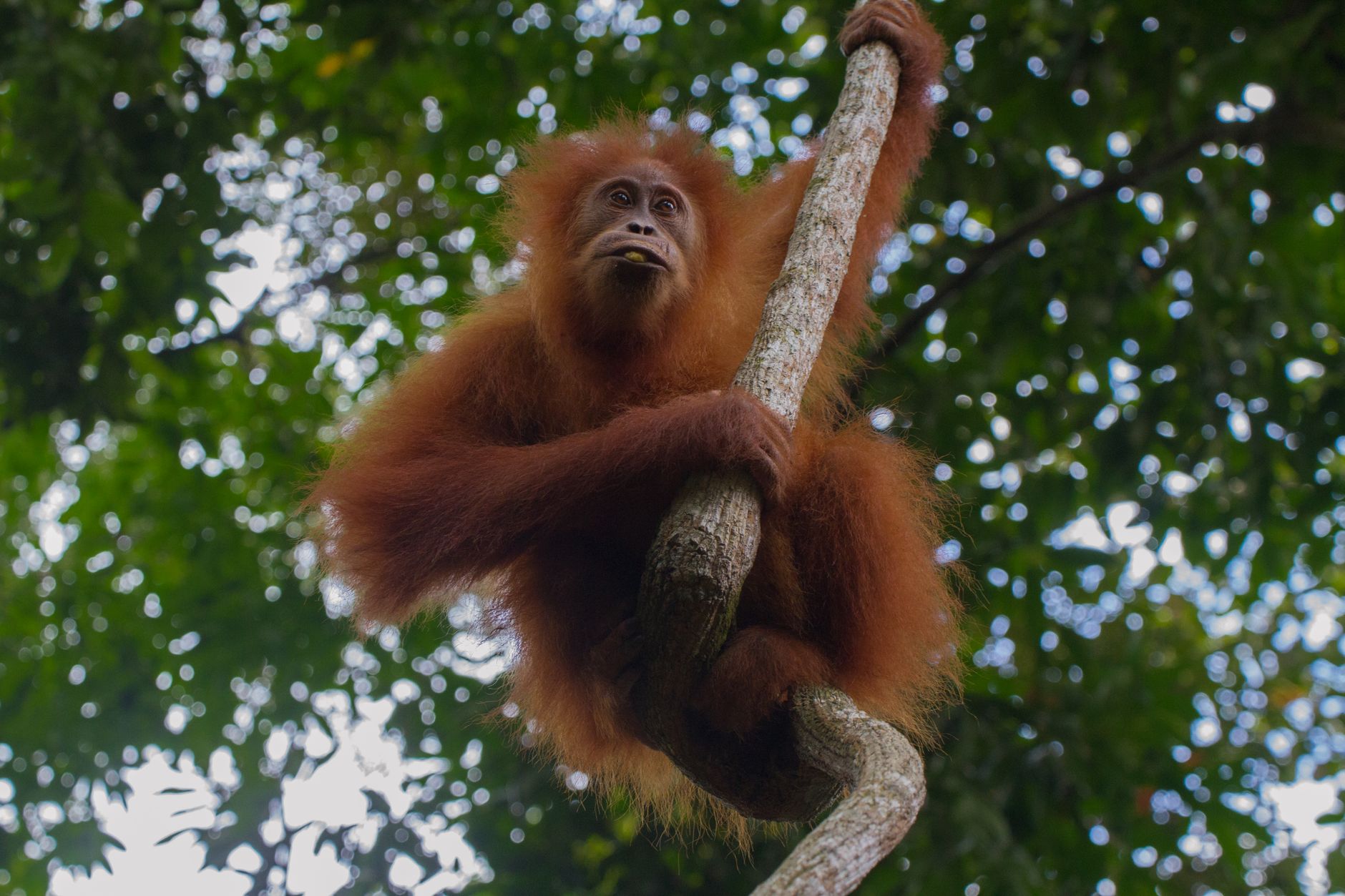 Orangutans returned to Borneo forest following destructive fires
